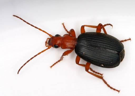 Bombardier beetle (Brachinus sp.)