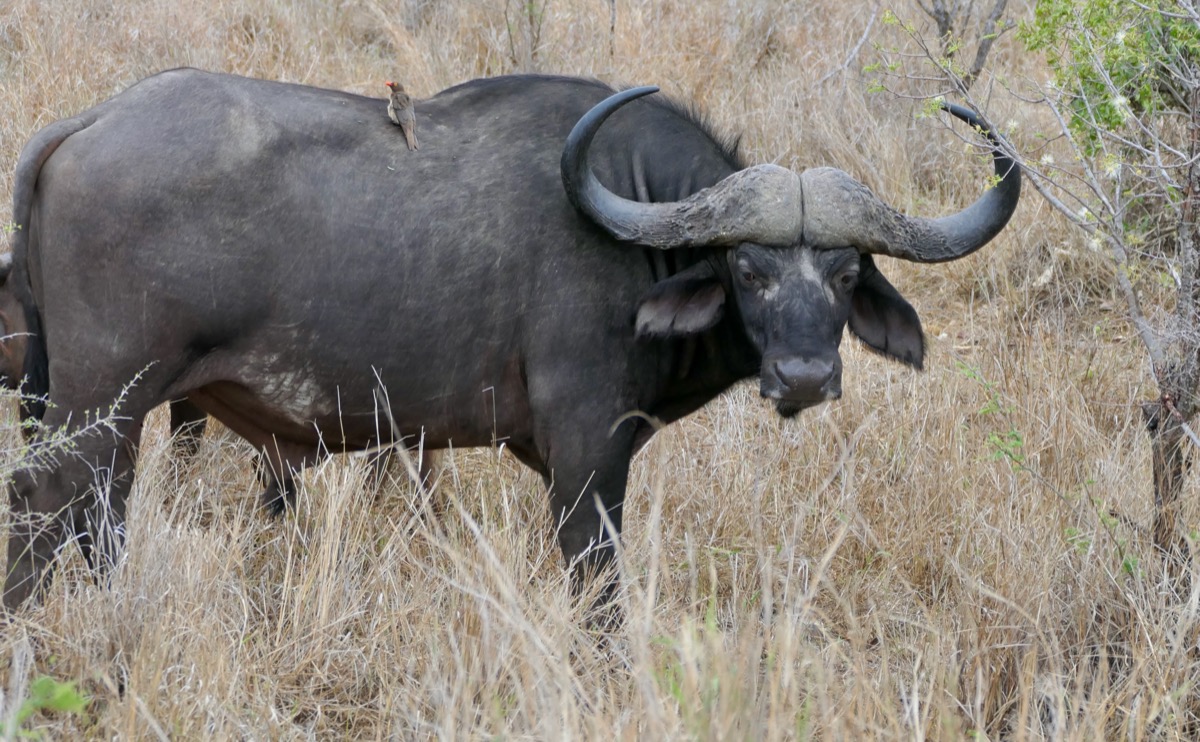 Cape buffalo (Syncerus caffer)