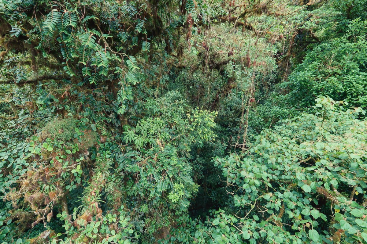 Cloud forest