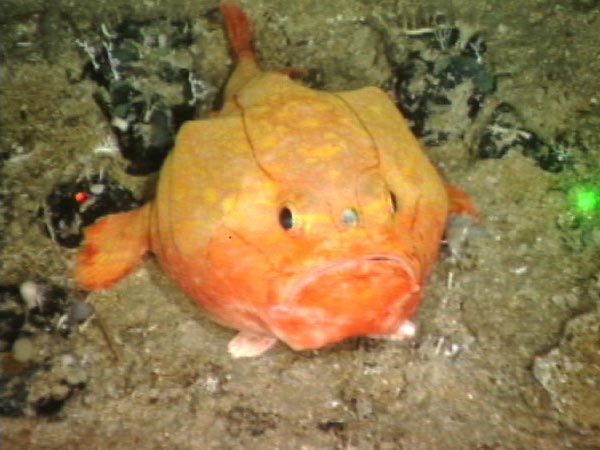 Coffinfish (Chaunax sp.)