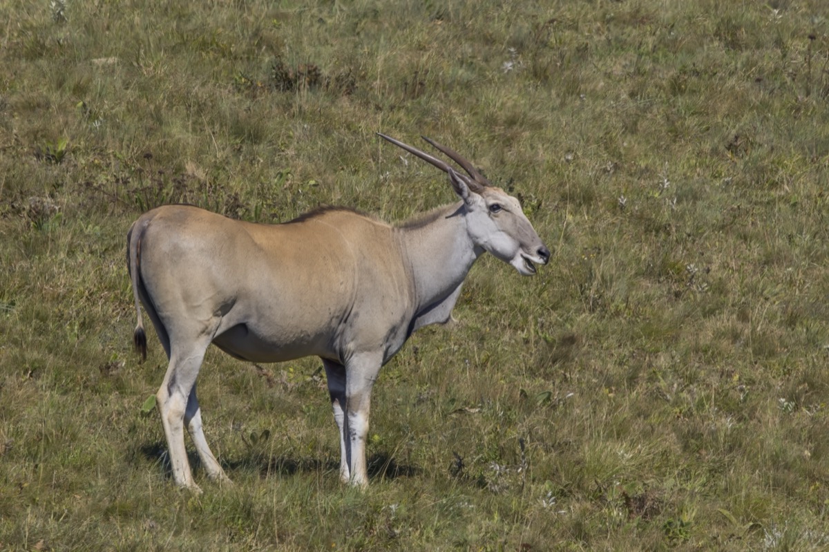 Common Eland