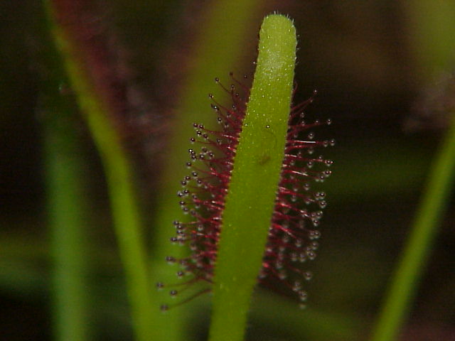 Drosera capensis (Cape Sundew)