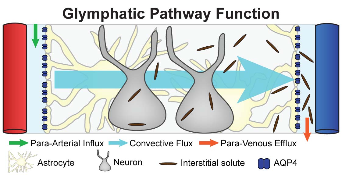 Glymphatic system schematic