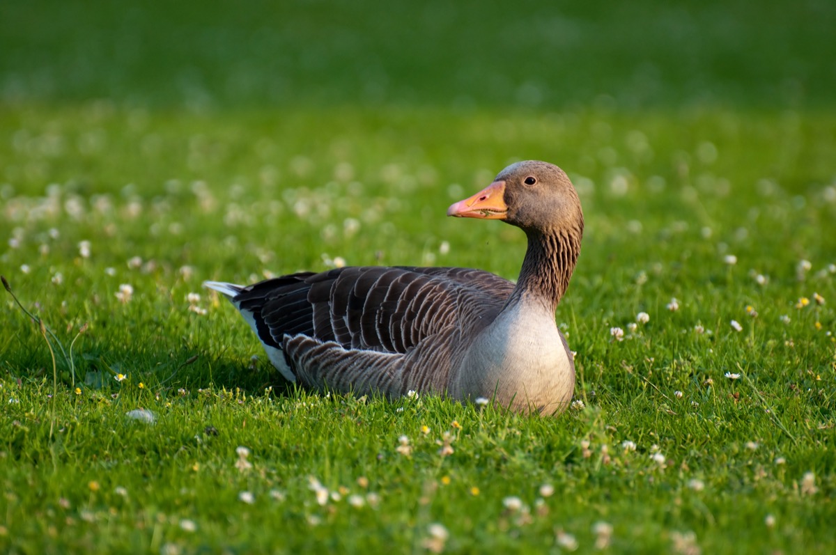 Greylag geese