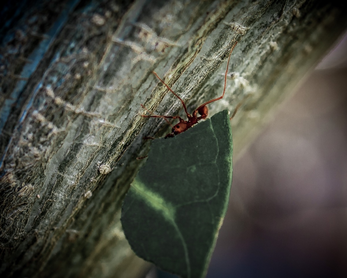 Leafcutter ant carrying a leaf