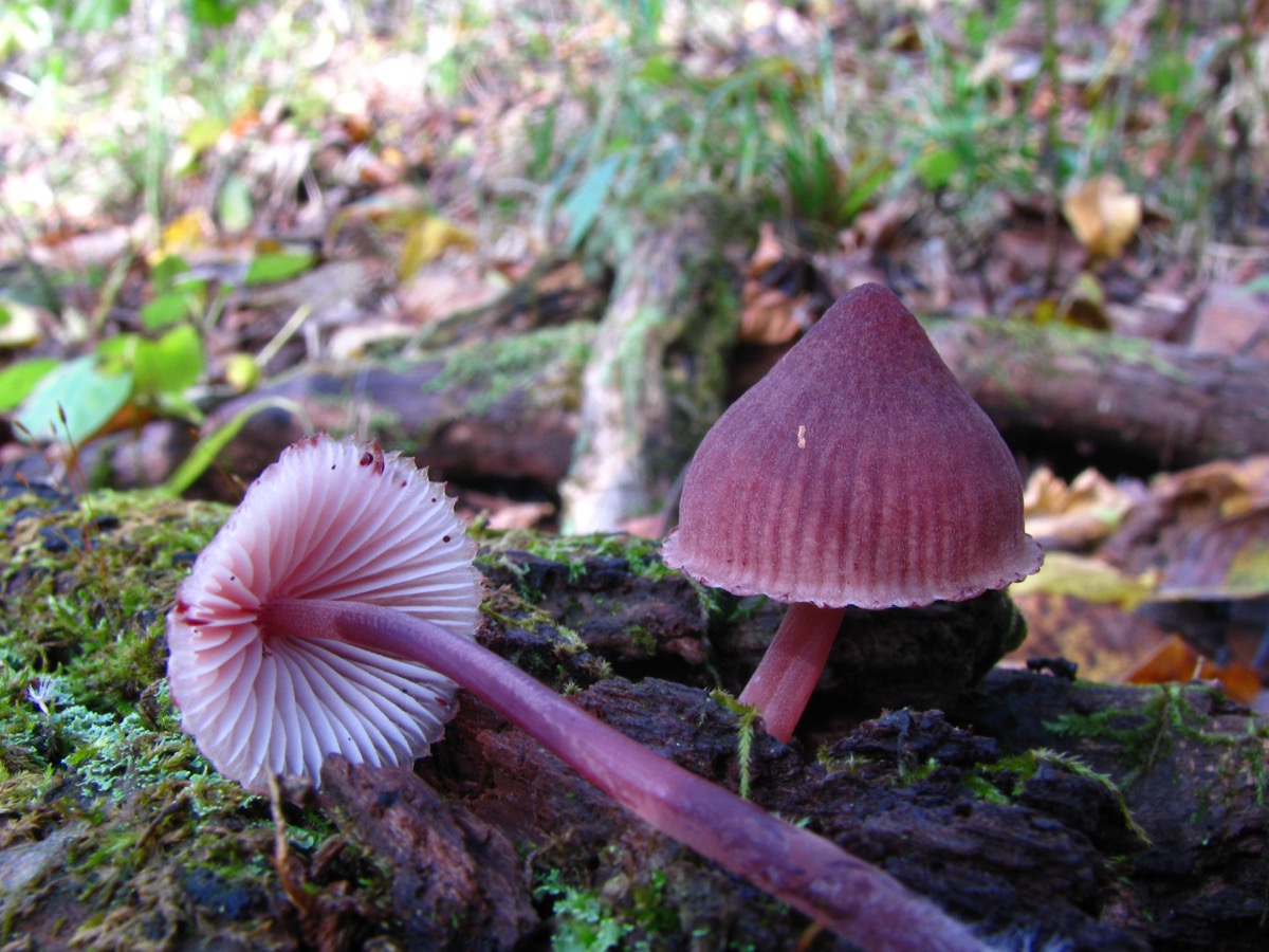 Mycorrhizal fungi