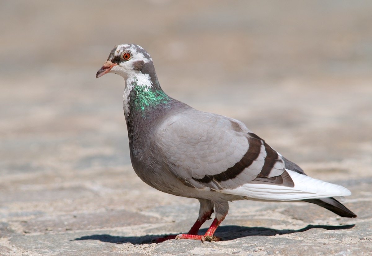 Rock pigeon (Columba livia)