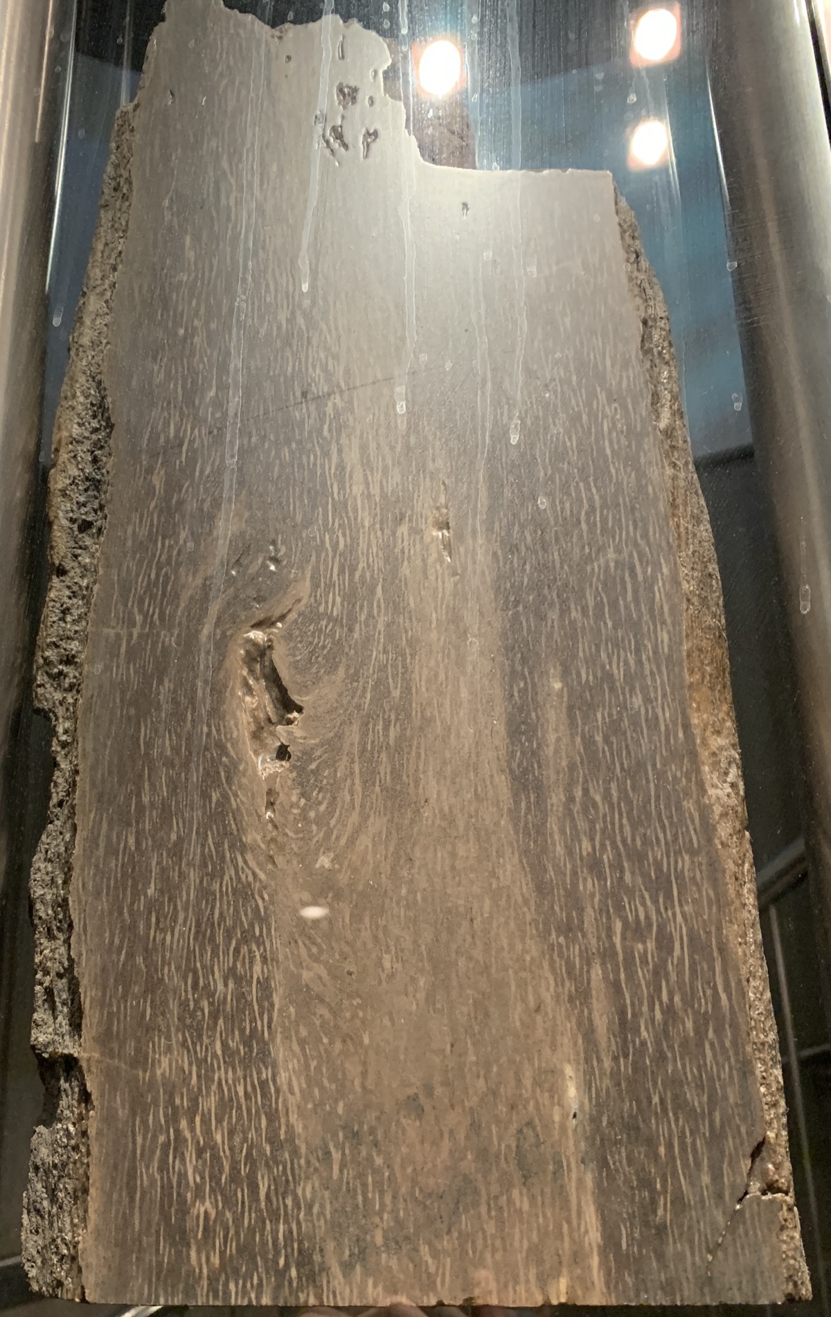 Prototaxites fossil cross-section