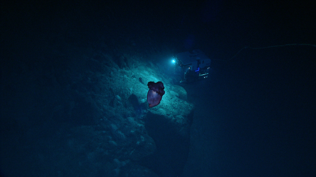 Sea cucumber swimming