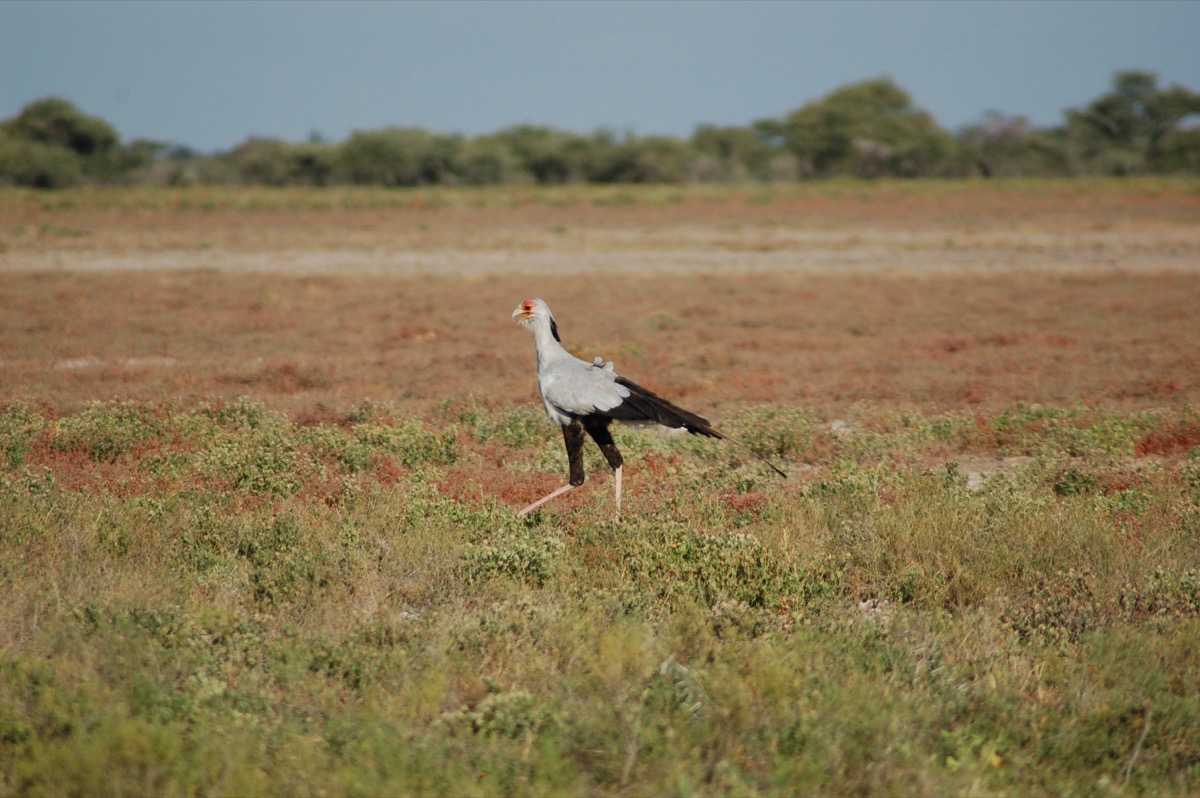 Secretary Bird