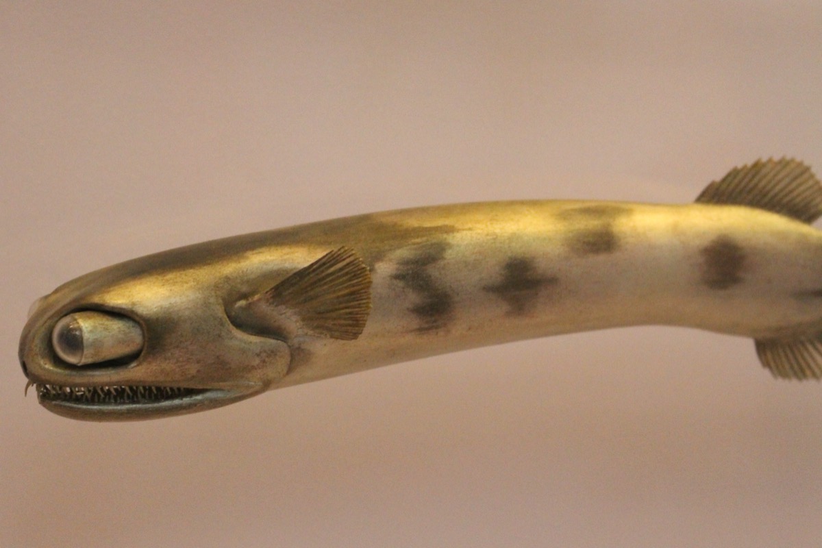 Telescope fish (Gigantura sp.)