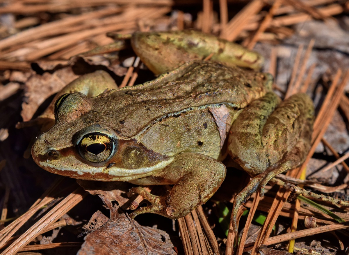 Wood frog (Lithobates sylvaticus)