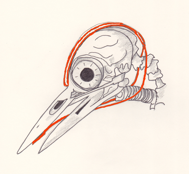 Woodpecker skull (Great spotted woodpecker, Dendrocopos major)